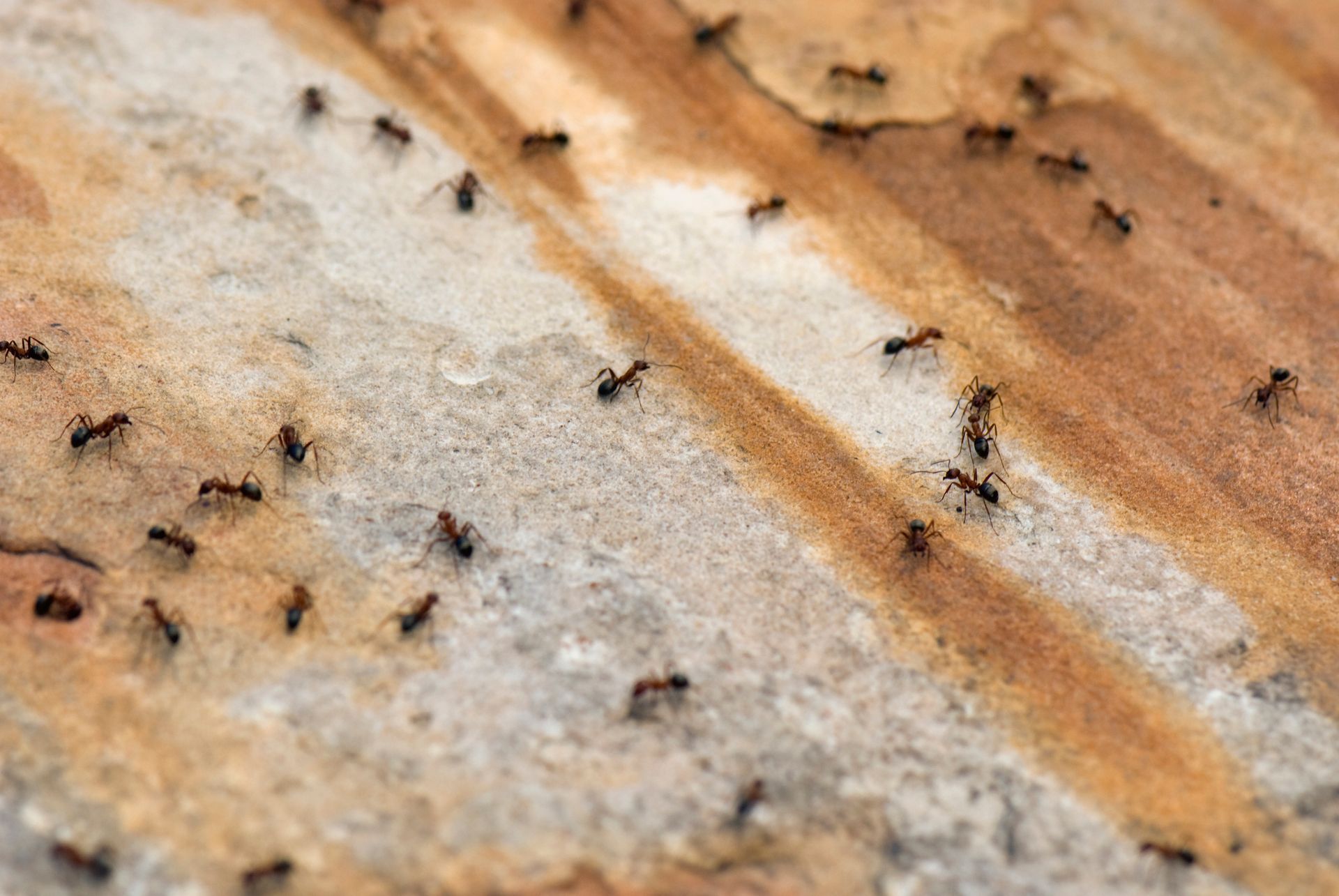 3 Dangers of Finding Carpenter Ants in Your Home