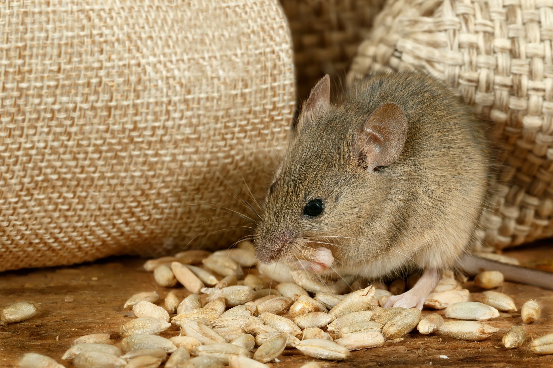 4 Common Entry Points for Mice