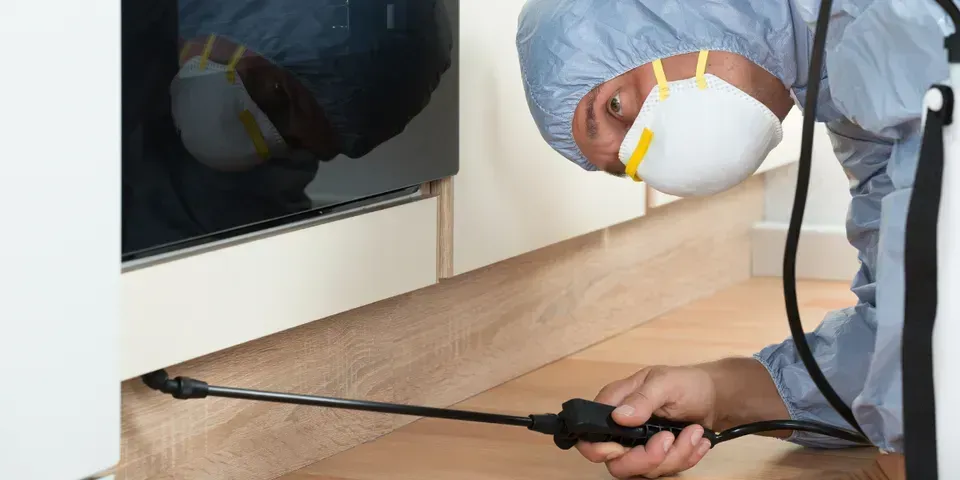 5 Common Cockroach Species