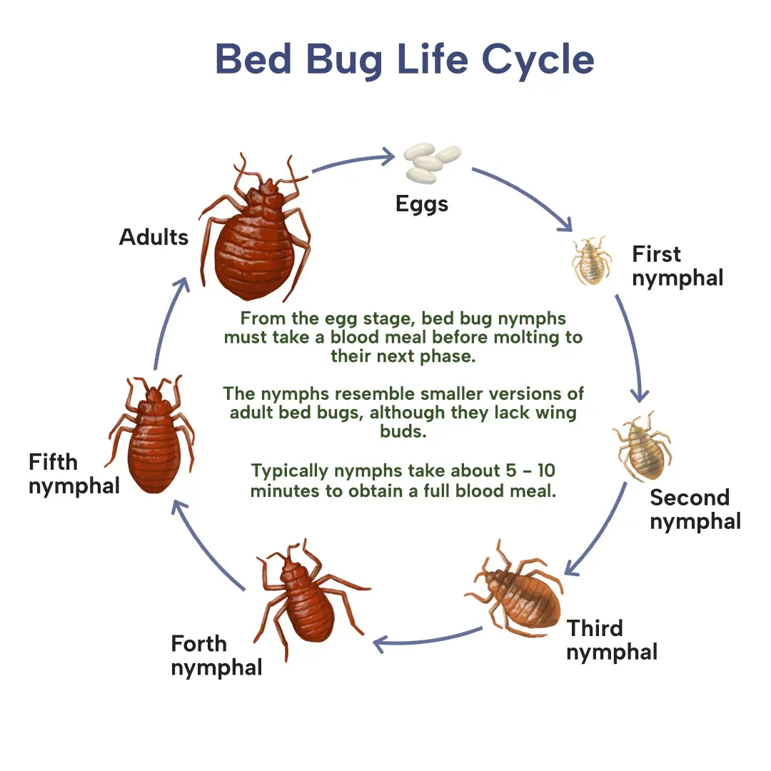 Bed Bug Hiding Places
