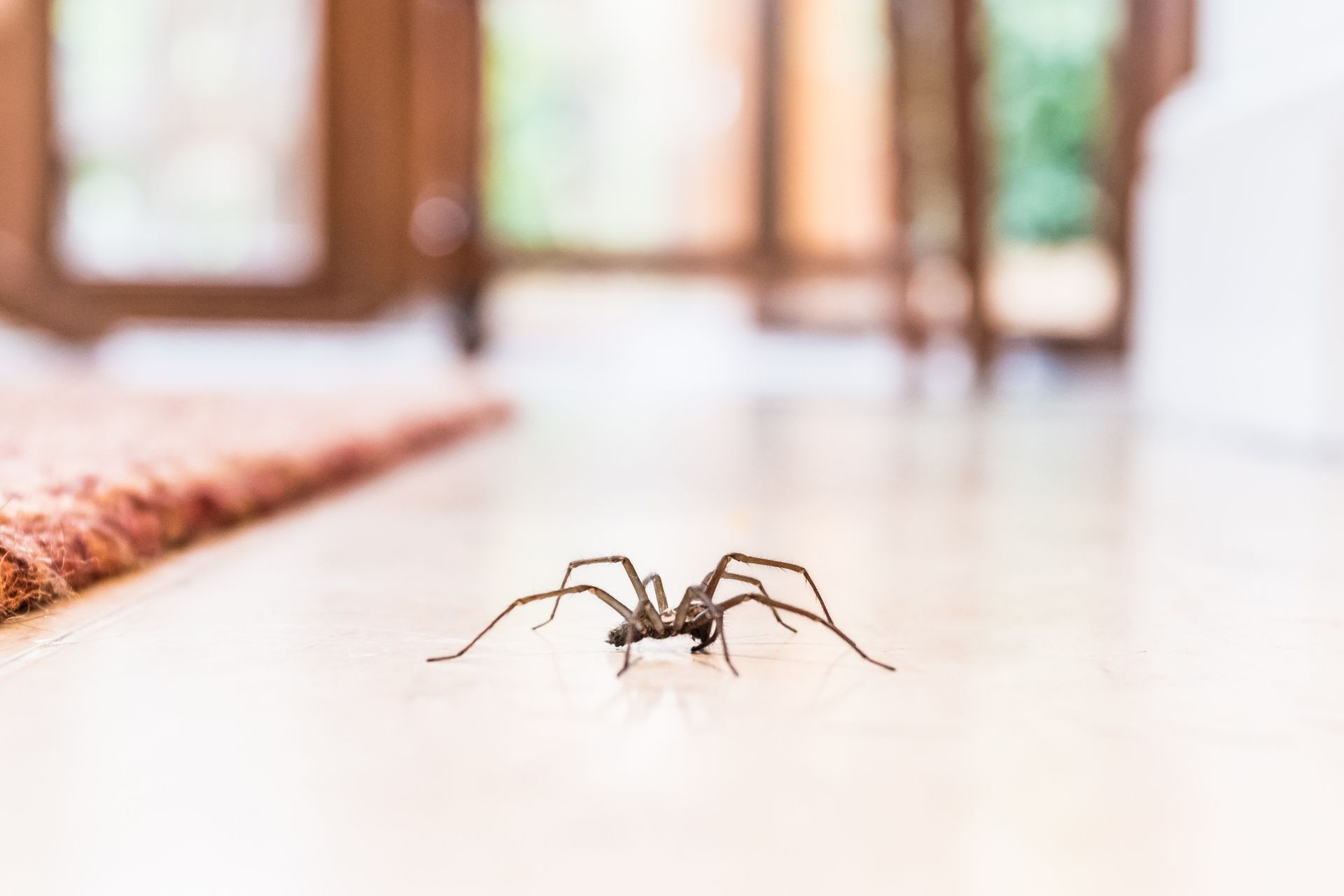 How to Prevent Spider Infestations
