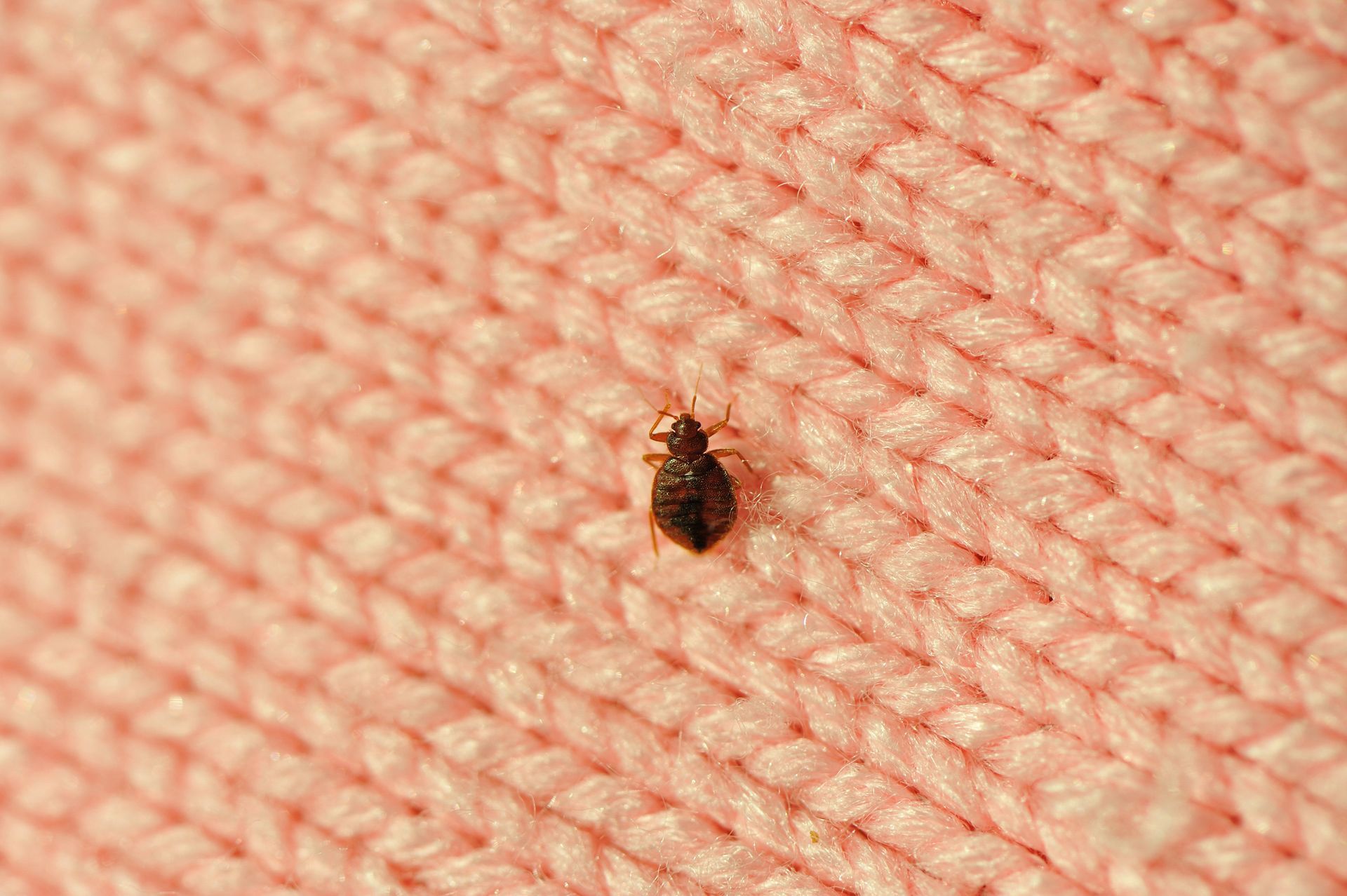 The Bedbug Dilemma