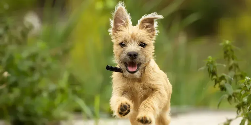 What to Do if Your Dog Is Stung by a Wasp