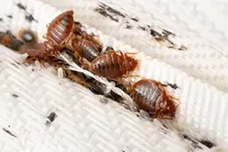 Bed bug treatment service preview