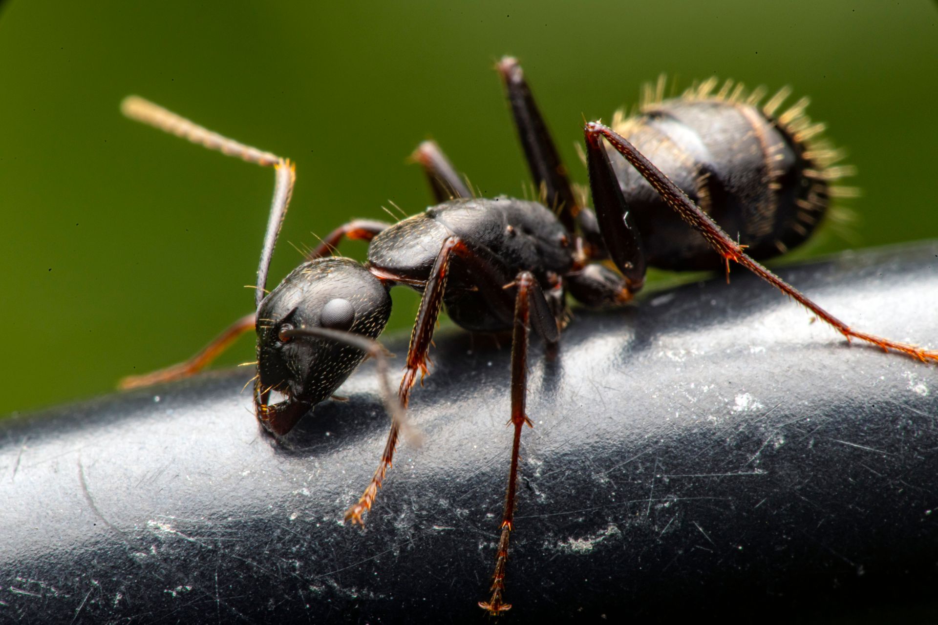 Carpenter ant control service preview