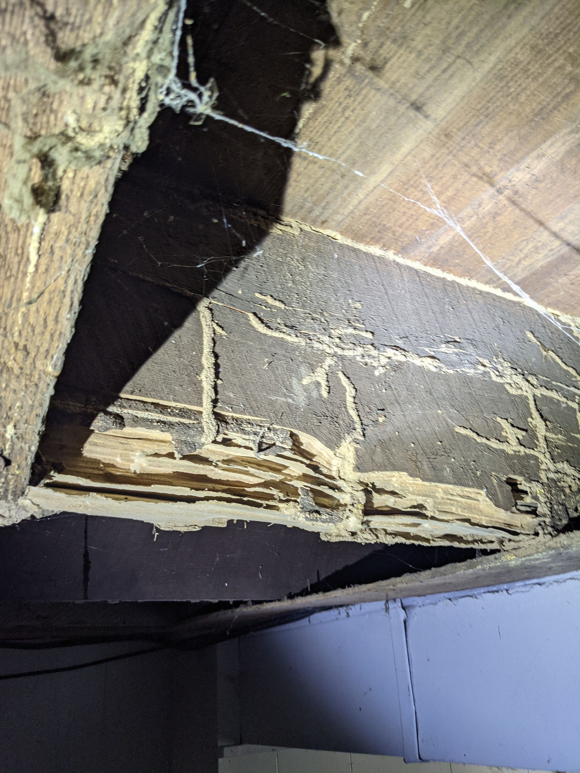 Pre-construction termite treatment preview