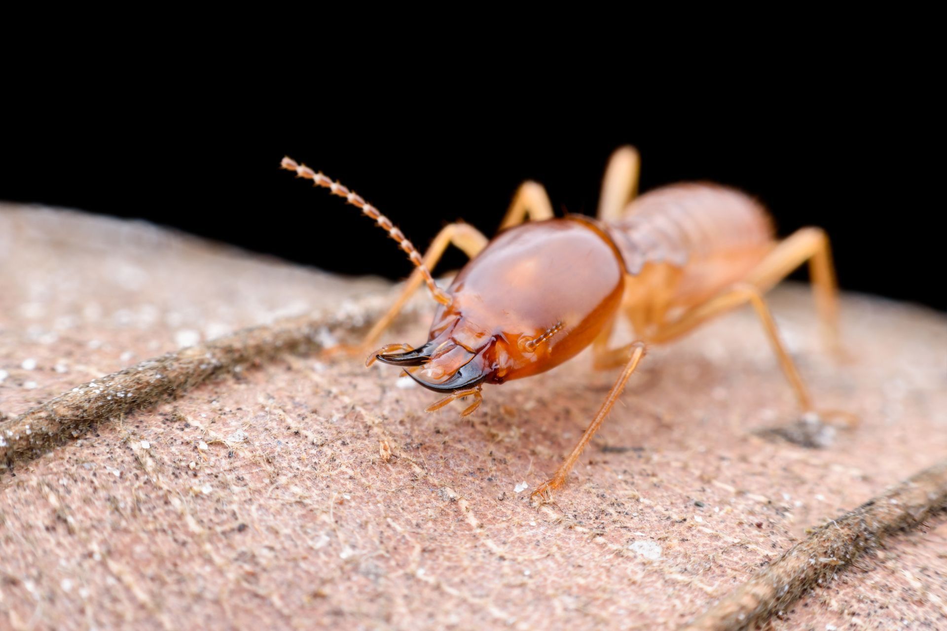 Termite treatment service preview