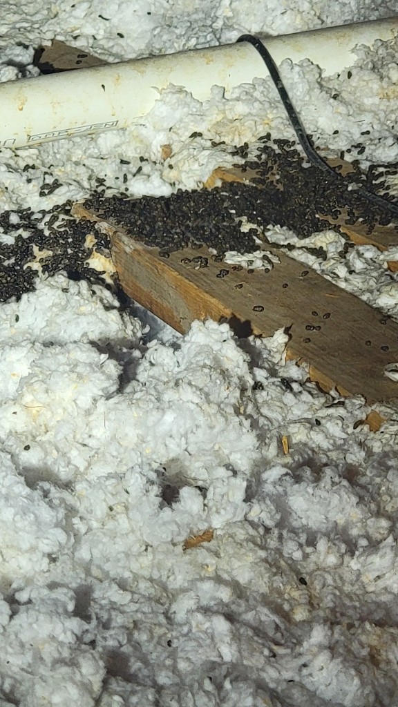 Attic wildlife droppings and contamination requiring cleanup
